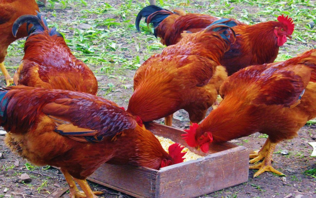 best-feeds-for-kienyeji-chicken-kienyeji-chicken-farming