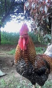 Kienyeji Cock