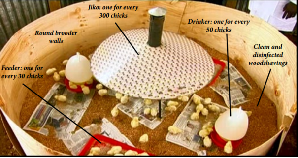 Improvised chick brooder in Kenya made of plywood. You could even use a cardbox to improvise your brooding area