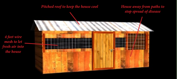 Constructing A Chicken House In Kenya Simple Requirements Kienyeji 