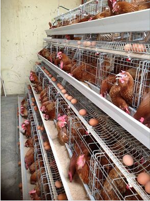 Layer Battery Cages
