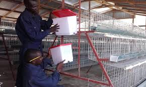 128 capacity chicken cage for sale in Kenya comes with full accessories and fixtures along with 1 year warranty