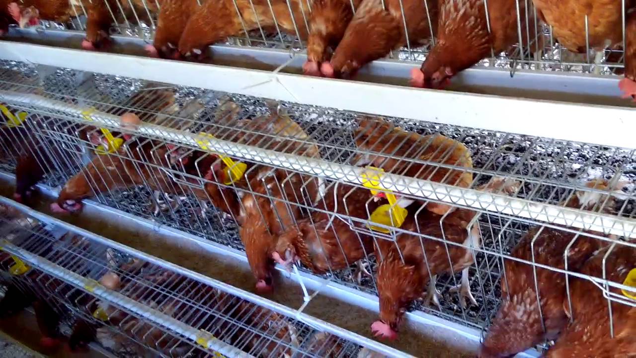 caged chickens