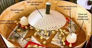 Diagram of Chick Brooder Setup Management