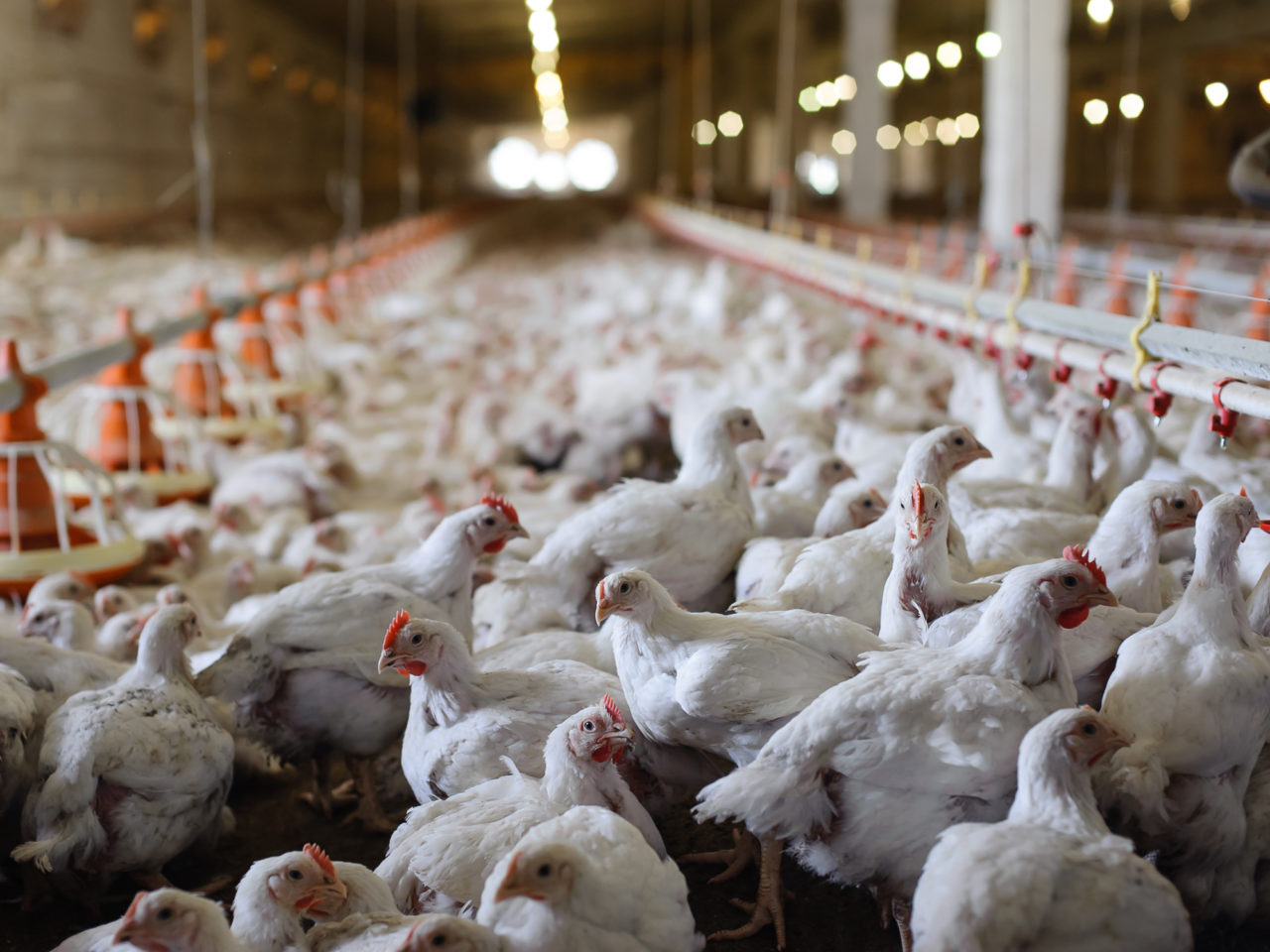 poultry farming business plan kenya