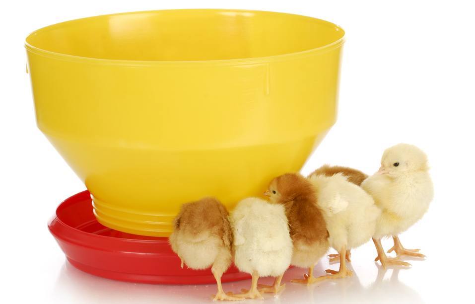 Baby Chick Feeders