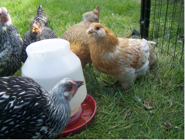 Chicken drinking water