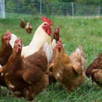 Chicken in a Run: Improved Kienyeji Chicken Farming
