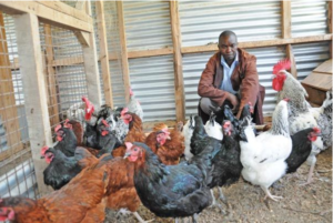 kienyeji poultry business plan