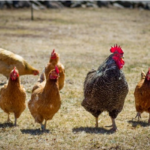One of the advantages of Kienyeji Chicken Farming is the low cost of production
