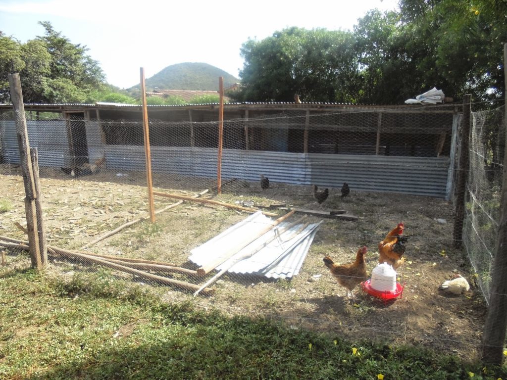 Spreading feeders and drinkers in the Kienyeji chicken run