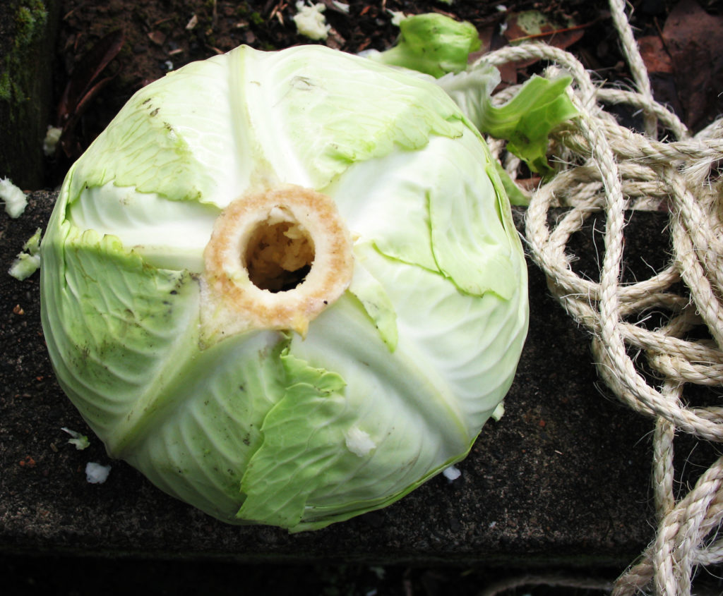 Start by making a hole through the cabbage using a wooden or metallic rod. You will then pass a rope, like the white laundry rope, through the hole