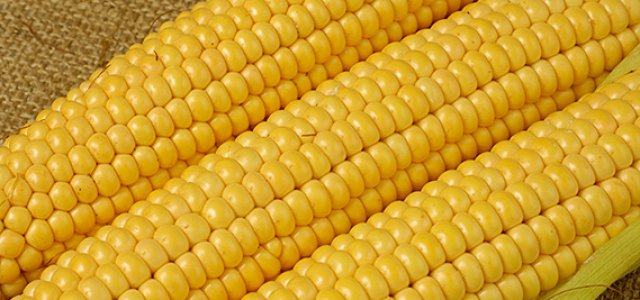 Yellow Maize is Very Good For Your Chicken