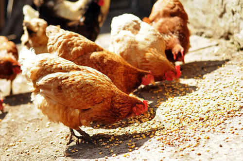 Do a Pre Trail to Establish the Safety of Your Poultry Feed