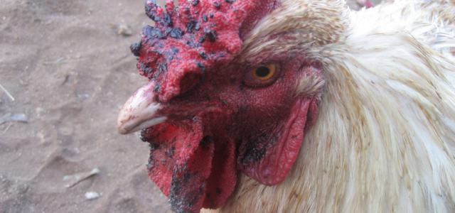 Many Kienyeji chicken diseases can be prevented through proper biosecurity
