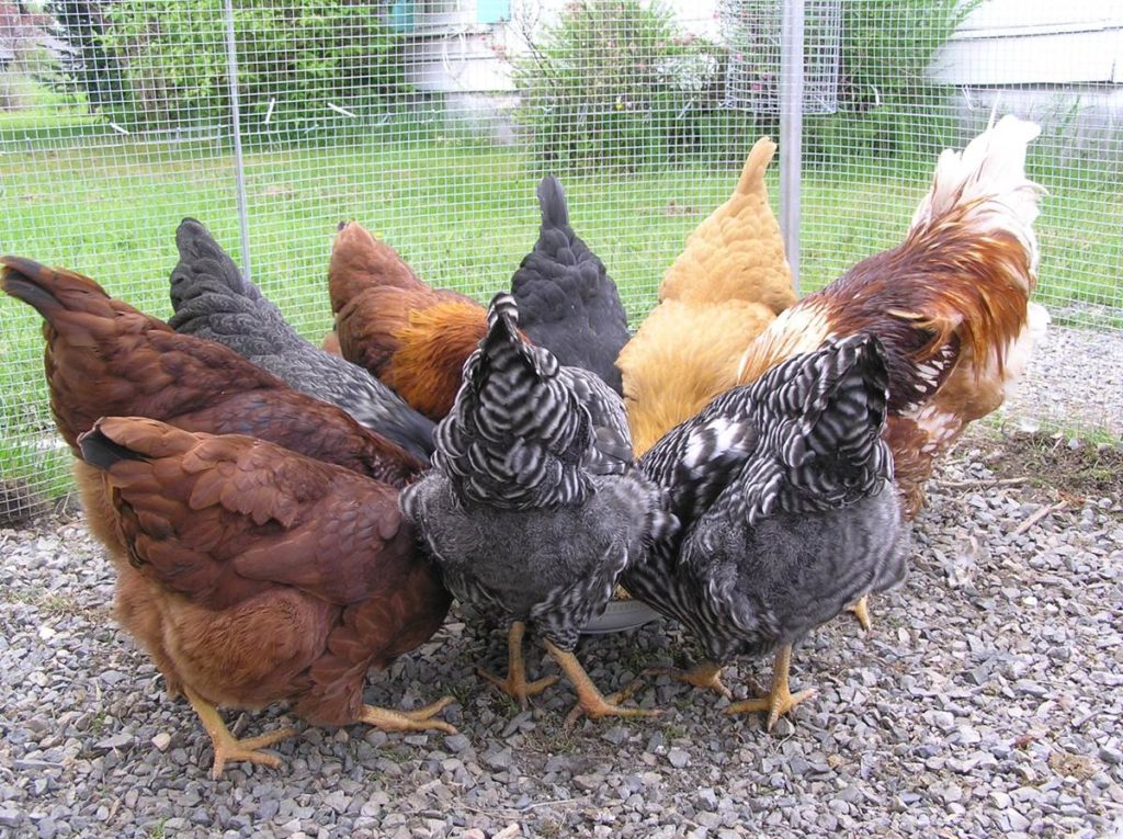 Allow your chickens to forage and feed on grass and grubs before they hit the market