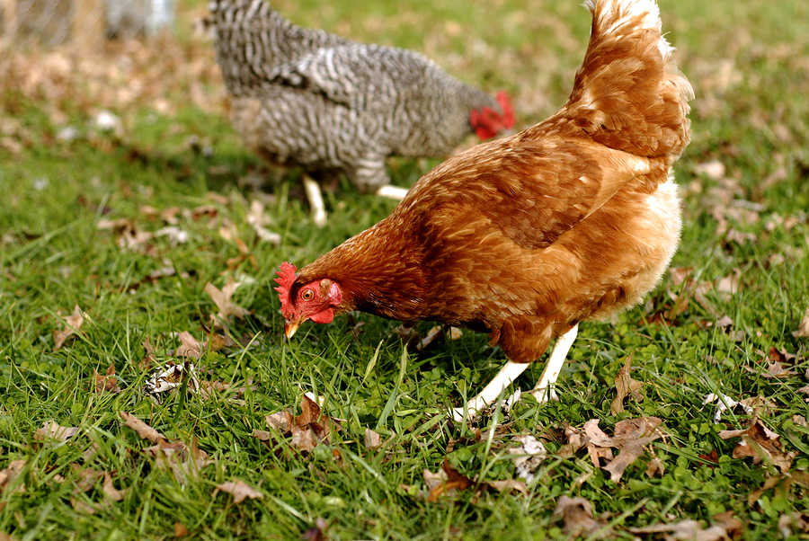 Chickens that have been raised mostly indoors have clean and white eggs