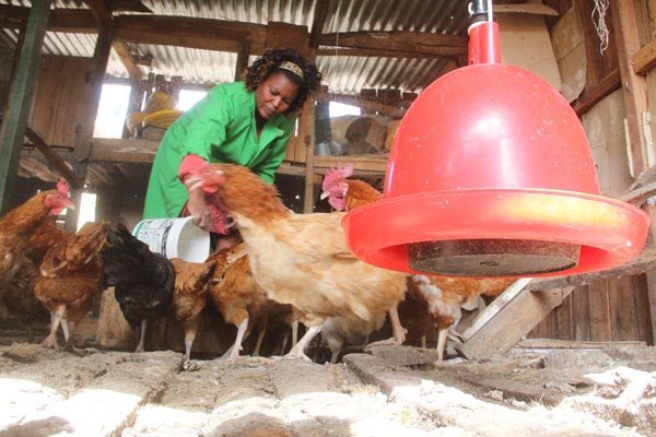 Inadequate water supply will cause a significant drop in the yields of your kienyeji chicken