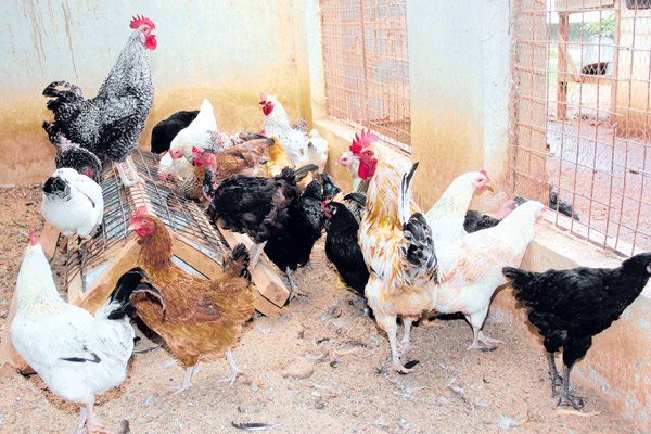 Kienyeji Chickens Feeding