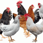 Kienyeji chicken breeds