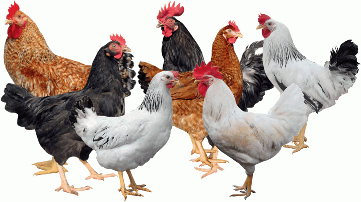 Kienyeji chicken breeds