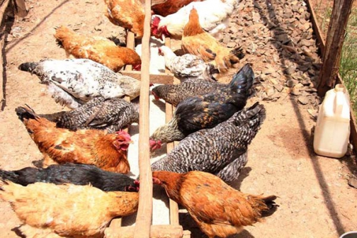 Kienyeji chicken farming