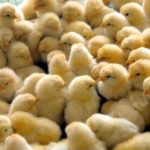 Hatching Kienyeji chicks can be a profitable business