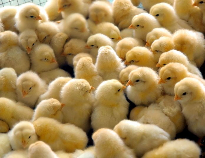 Hatching Kienyeji chicks can be a profitable business