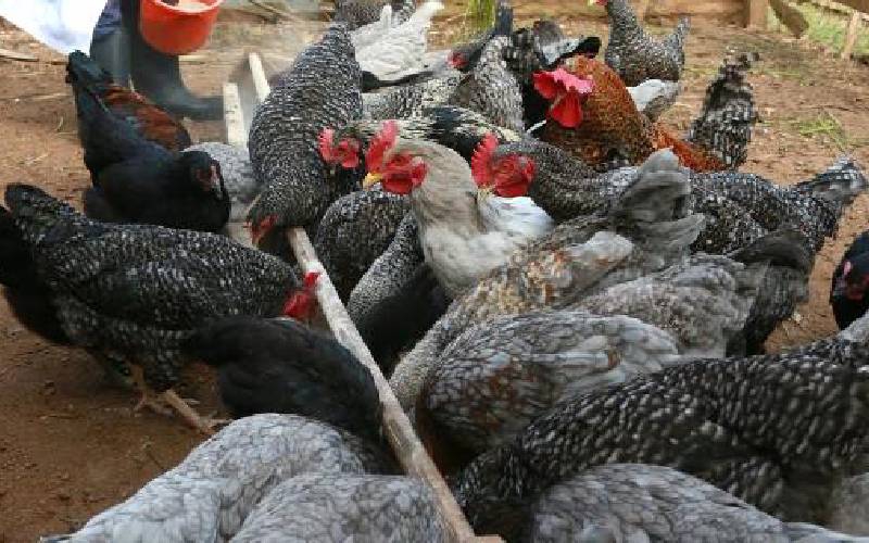 Improved Kienyeji Chicken Breeds