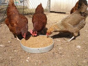 Kienyeji Chicken Feed Formulation Guide Archives - Kienyeji Chicken Farming