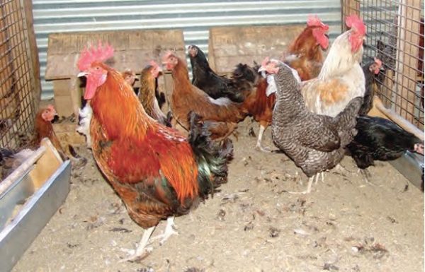 How to Produce 200 Kienyeji Chicken Every Month Like a Boss - Kienyeji ...