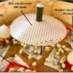 Kienyeji chick brooder setup