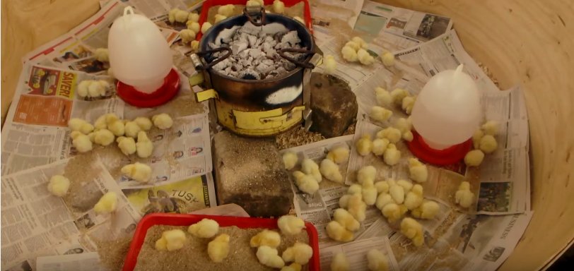 Kienyeji chicks in a brooder