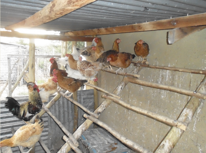 The interior of Kienyeji chicken house