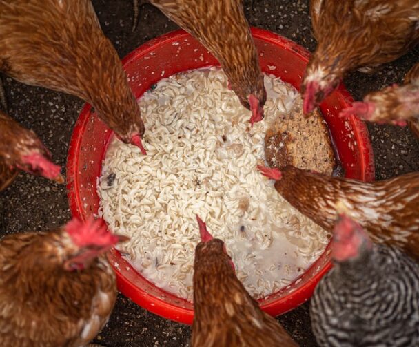 Why Kienyeji chicken farming is popular in Kenya - Kienyeji Chicken Farming