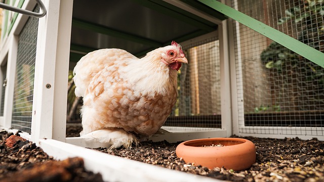 How to Construct a Good Coop for Rearing Your Chicken