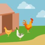 Chicken Coop Designs