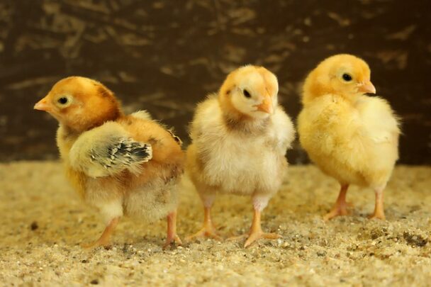 Best Chicken Breeds For Egg Production In India - Kienyeji Chicken Farming