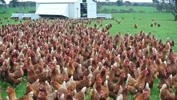 Financial Benefits of Free-Range Chicken Rearing